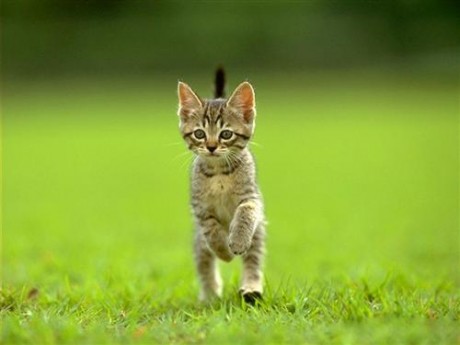 chaton