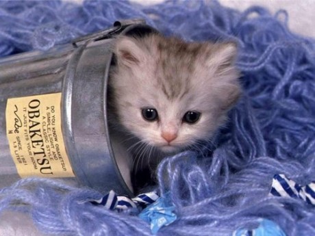 chatton